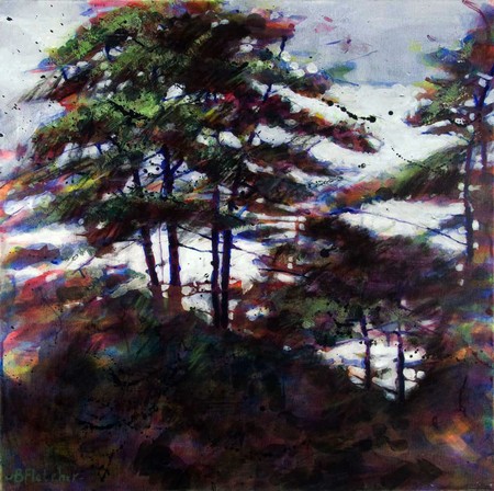 Scots Pines