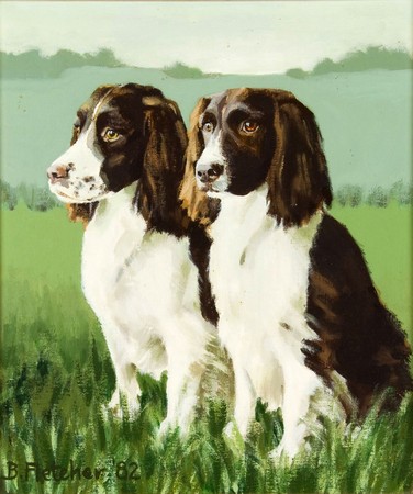 English Springers